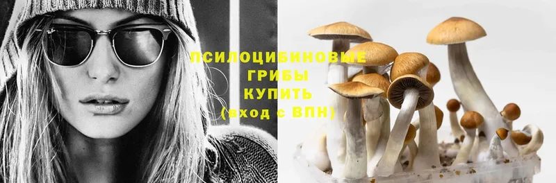 наркошоп  Катайск  Псилоцибиновые грибы Magic Shrooms 